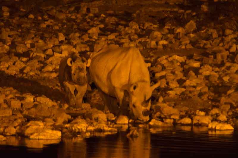119 - Namibia - rinocerontes - imagen nocturna - Okaukuejo - parque nacional de Etosha